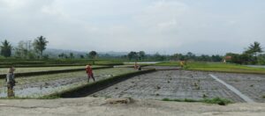 Musim tanam padi